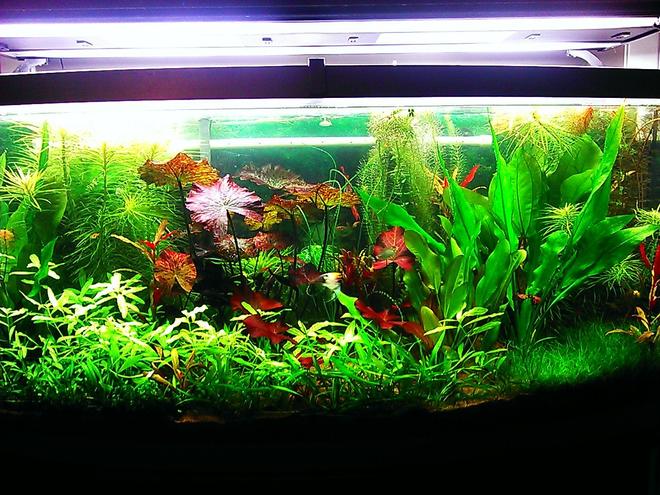 72 gallons planted tank (mostly live plants and fish) - 72 gallon bow front planted aquarium