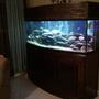 155 gallons freshwater fish tank (mostly fish and non-living decorations) - 155gal Bow Front-Custom built stand and canopy