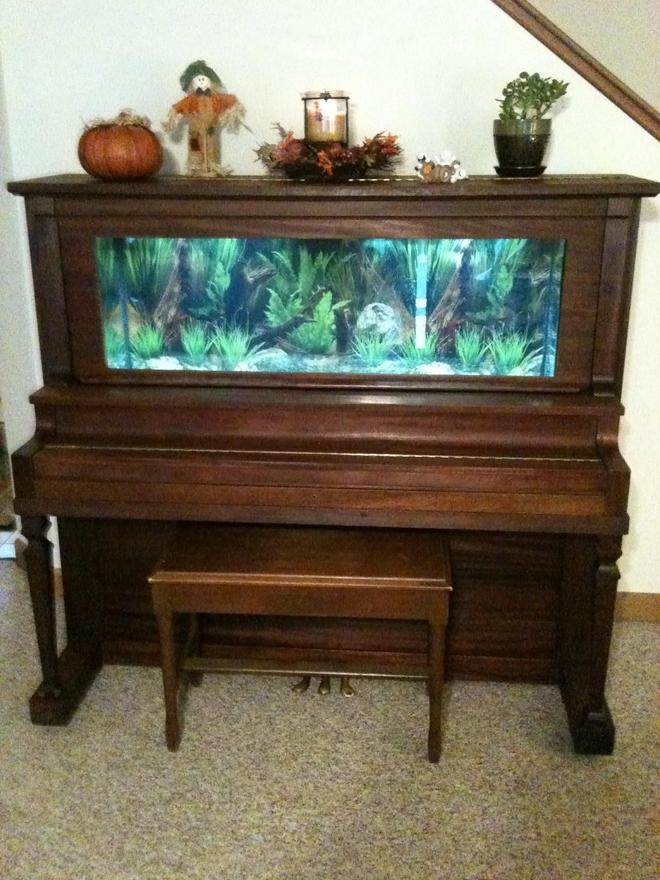 55 gallons freshwater fish tank (mostly fish and non-living decorations) - my piano tank