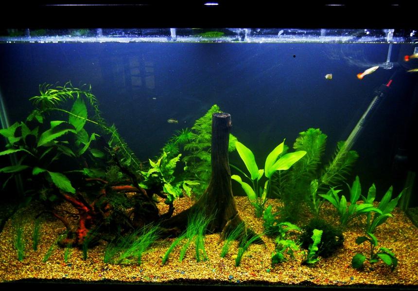 Rated #33: 90 Gallons Freshwater Fish Tank - Have a nice day!