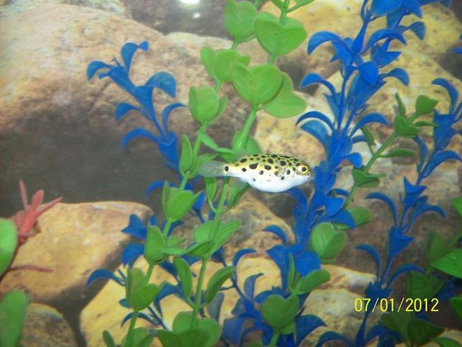 freshwater fish - tetraodon nigroviridis - green spotted puffer stocking in 55 gallons tank - Green Spotted Puffer