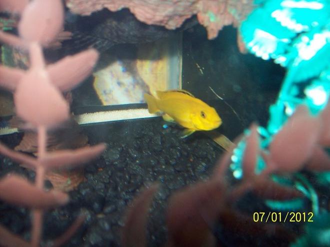 freshwater fish - labidochromis caeruleus - electric yellow cichlid stocking in 55 gallons tank - Electric Yellow