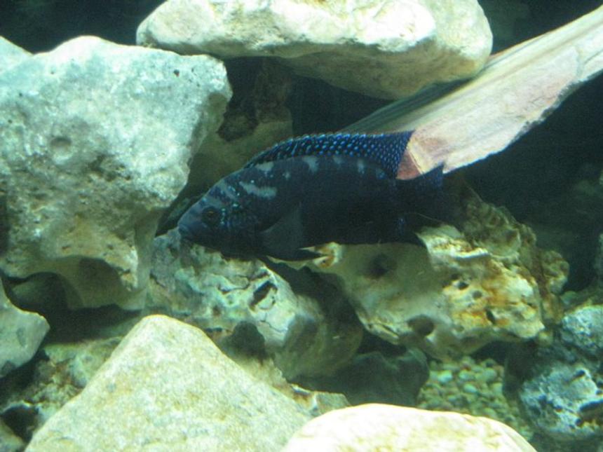 Rated #71: Freshwater Fish - Nandopsis Octofasciatum - Jack Dempsey Stocking In 120 Gallons Tank - Jack Dempsey with color coming in.