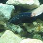 freshwater fish - nandopsis octofasciatum - jack dempsey stocking in 120 gallons tank - Jack Dempsey with color coming in.