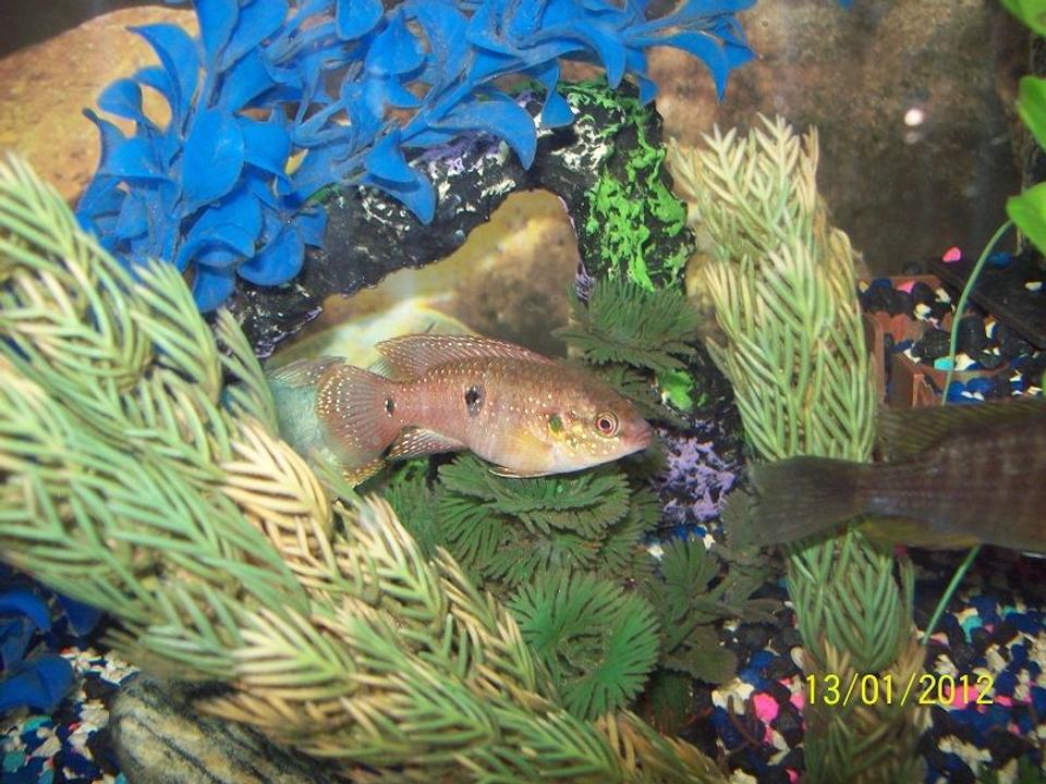 freshwater fish - hemichromis bimaculatus - jewel cichlid stocking in 55 gallons tank - Red Jewel Cichlid