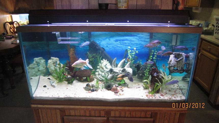 Rated #1771: 120 Gallons Freshwater Fish Tank - 120g FW Cichlid tank.