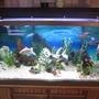 120 gallons freshwater fish tank (mostly fish and non-living decorations) - 120g FW Cichlid tank.