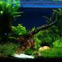50 gallons planted tank (mostly live plants and fish) - front view