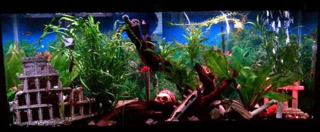 45 gallons planted tank (mostly live plants and fish) - 45 gallon freshwater tank... My first big tank :-)