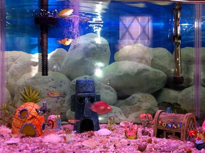 25 gallons freshwater fish tank (mostly fish and non-living decorations) - Bikini Bottom set up