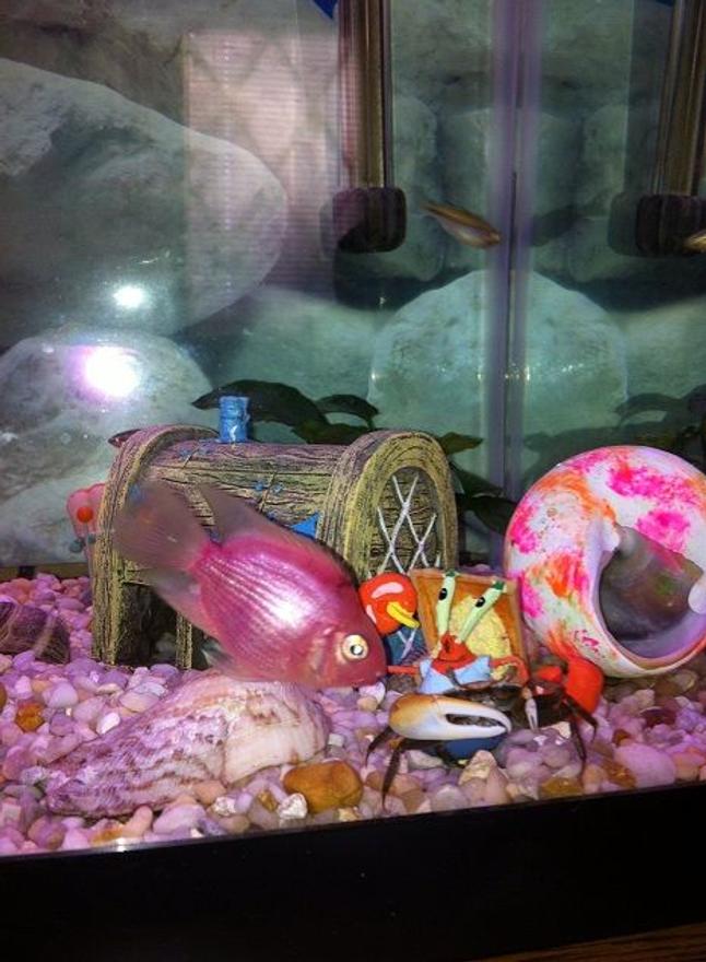 freshwater fish - hoplarchus psittacus - parrot cichlid stocking in 25 gallons tank - Bubble gum parrot and crab