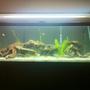 60 gallons freshwater fish tank (mostly fish and non-living decorations) - my 60 gallon cichlid tank
