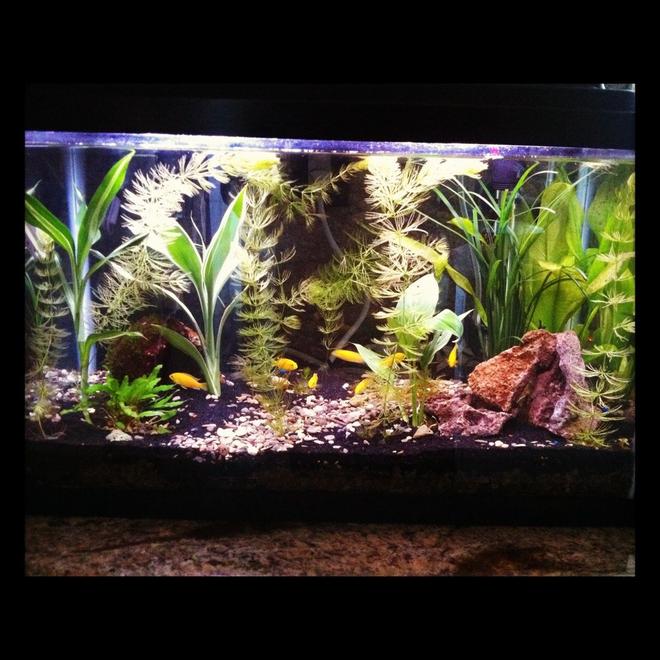 60 gallons planted tank (mostly live plants and fish) - my planted tank ive had for 3 months