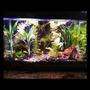 60 gallons planted tank (mostly live plants and fish) - my planted tank ive had for 3 months