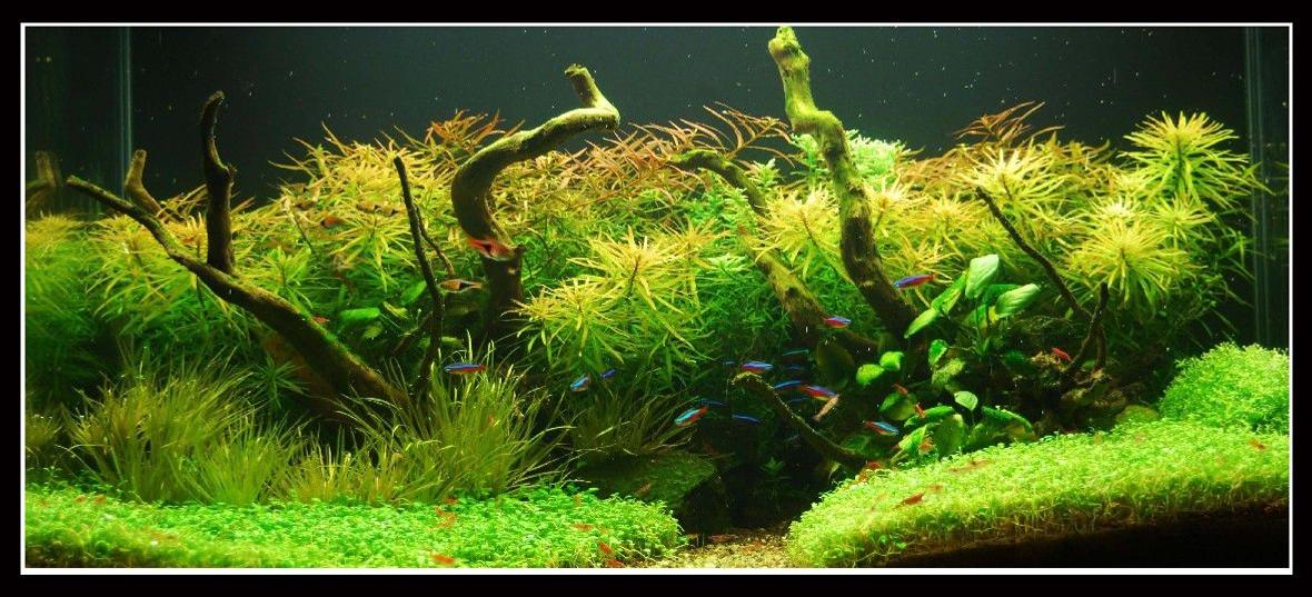 45 gallons planted tank (mostly live plants and fish) - In Nature's Glory