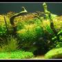 45 gallons planted tank (mostly live plants and fish) - In Nature's Glory