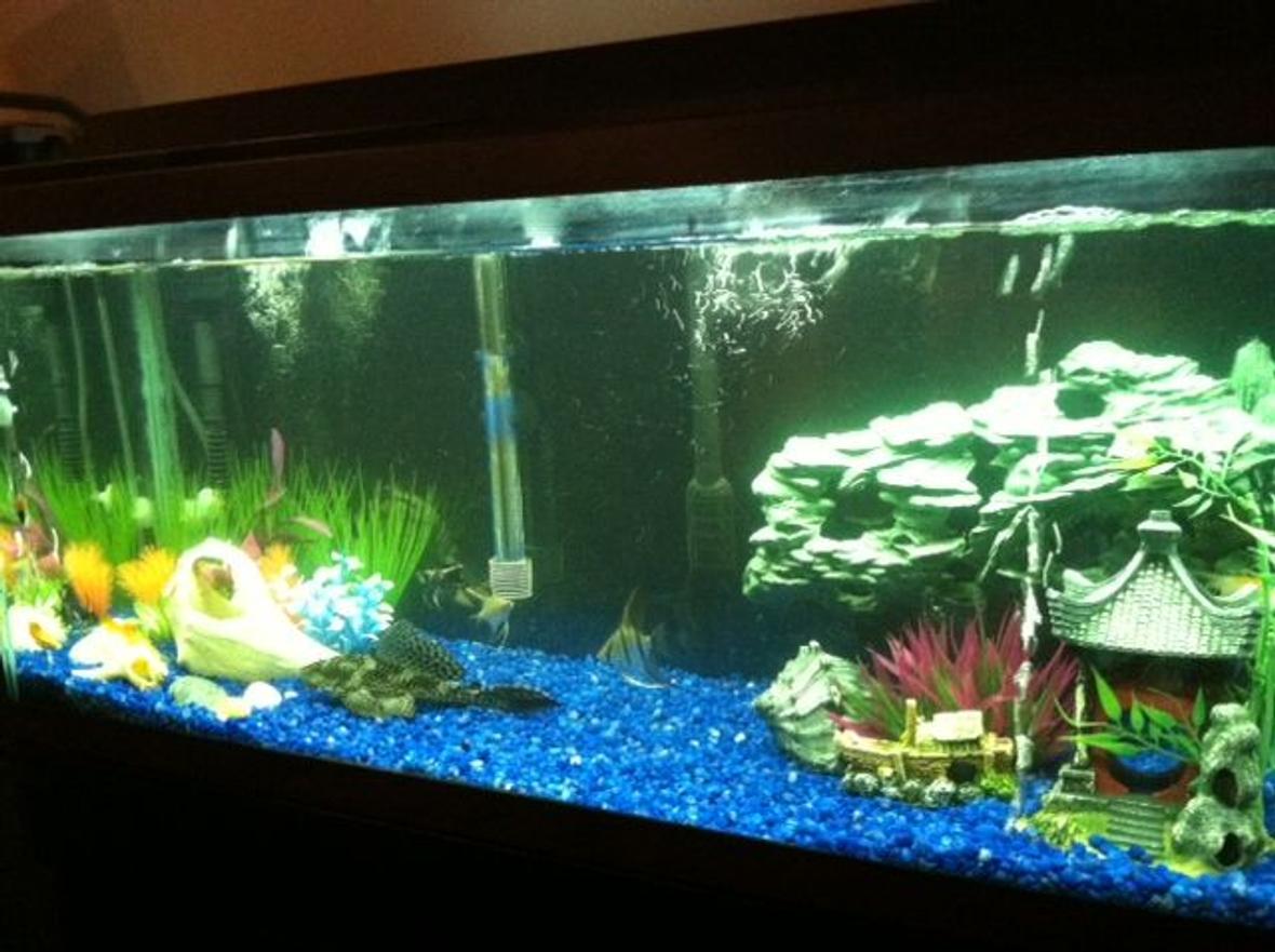 30 gallons freshwater fish tank (mostly fish and non-living decorations) - 30 gallon