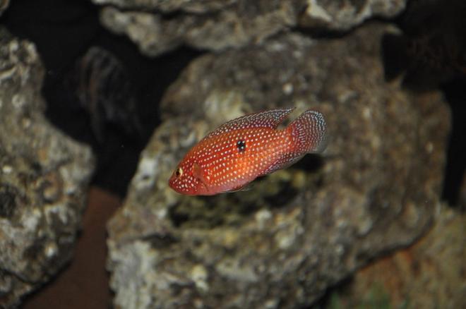 freshwater fish - hemichromis bimaculatus - jewel cichlid stocking in 100 gallons tank - Jewelery chicklet
