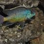 freshwater fish - nandopsis octofasciatum - jack dempsey stocking in 100 gallons tank