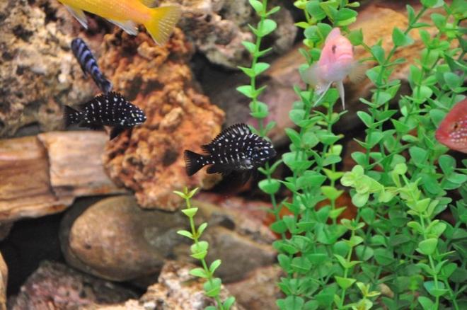 freshwater fish - tropheus duboisii - duboisi cichlid stocking in 100 gallons tank - fish2