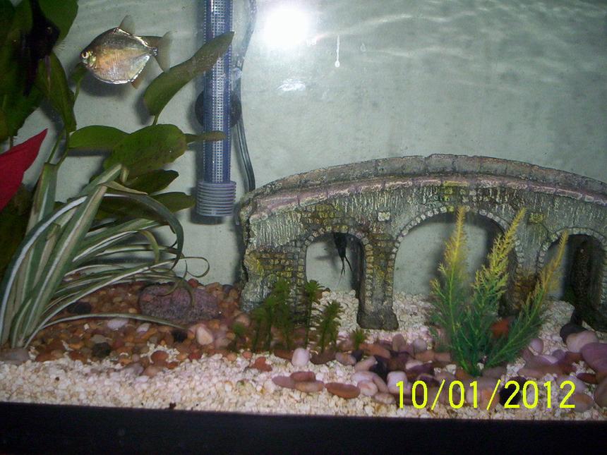 Rated #3620: 55 Gallons Freshwater Fish Tank - angels and silver dollars swimming around the tank