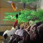 freshwater fish - hemichromis bimaculatus - jewel cichlid stocking in 100 gallons tank - fish 3