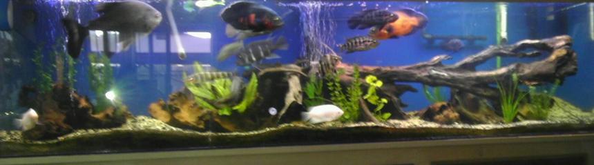 Rated #9: 240 Gallons Freshwater Fish Tank - Sorry for the bad pic, aquarium made by tru view stand custom made by seahorse aquarium in Portland, Oregon I made the hood myself, I love the driftwood look so I have alot of driftwood, got the sand from an aquarium shop that was going out of business,( about 250-300 lbs of sand)