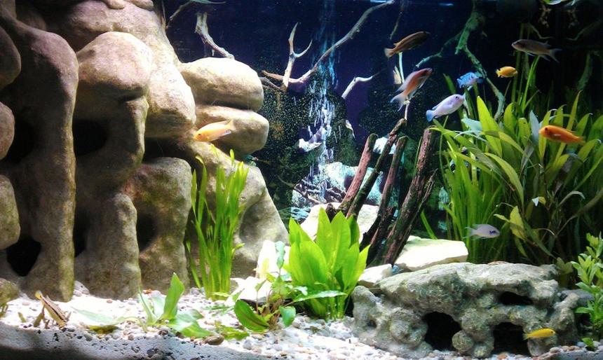 Rated #5: 58 Gallons Freshwater Fish Tank - My new Malawi Cichlid Tank with a large corner 3D DIY Cave, Crushed coral base, Lime stone rocks, Drift wood and various plants.