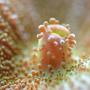 corals inverts - actinodiscus sp. - mushroom coral stocking in 29 gallons tank - mushroom up close