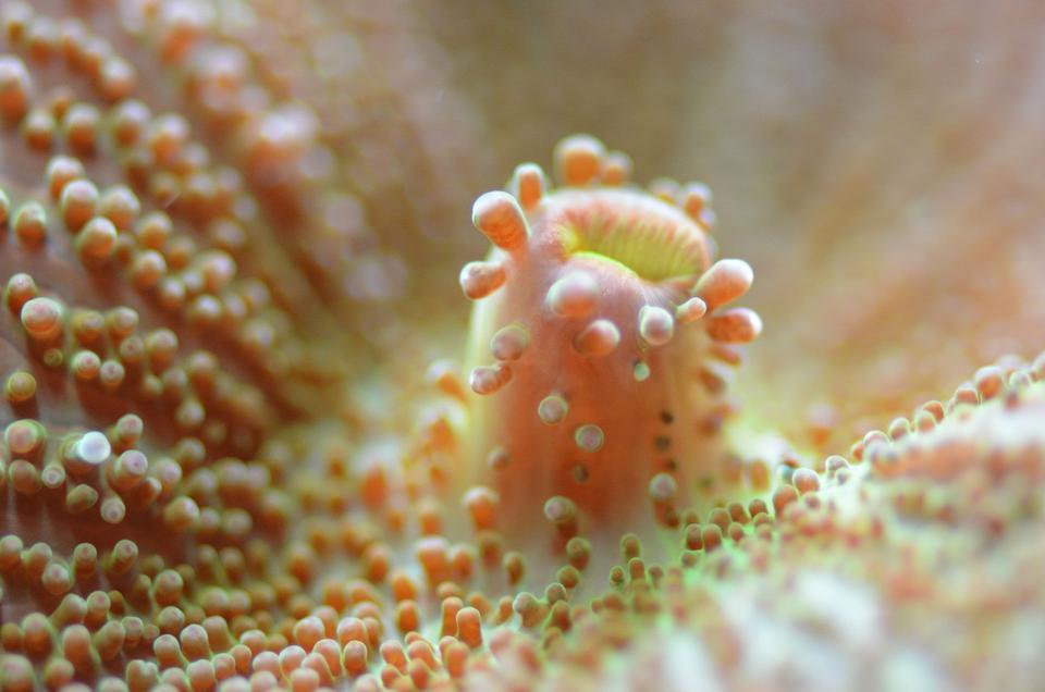 corals inverts - actinodiscus sp. - mushroom coral stocking in 29 gallons tank - mushroom up close