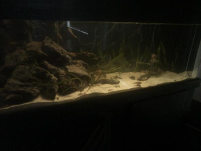 60 gallons freshwater fish tank (mostly fish and non-living decorations) - 60 gal freshwater cichlid tank