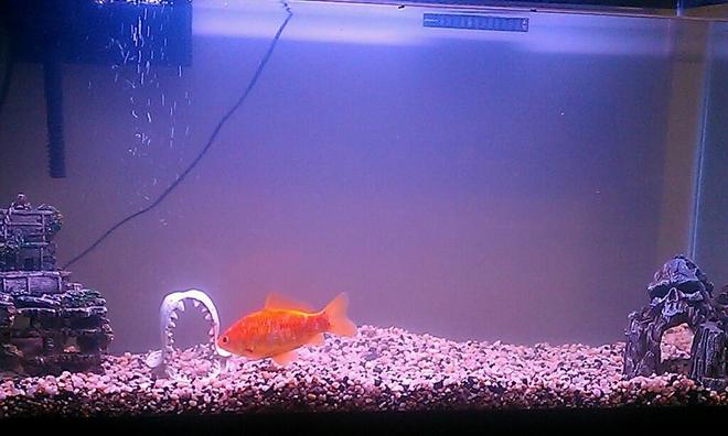 38 gallons freshwater fish tank (mostly fish and non-living decorations) - My tank after the sick fish