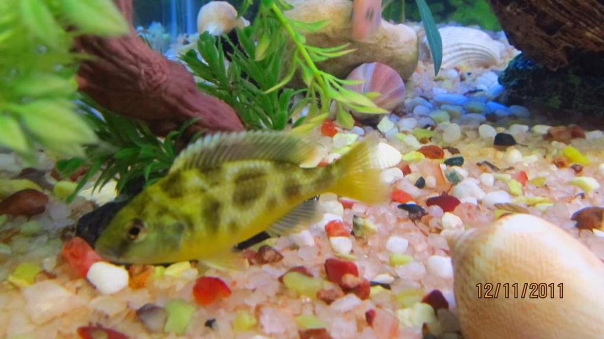 freshwater fish - nimbochromis venustus - venustus cichlid stocking in 90 gallons tank - cichlid again