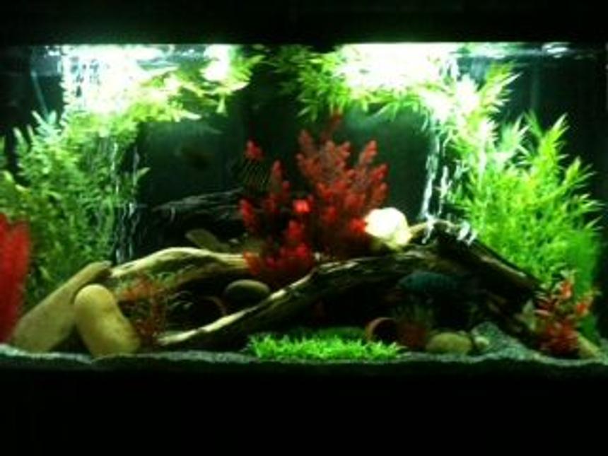 Rated #27: 65 Gallons Freshwater Fish Tank - Amazon Biotope