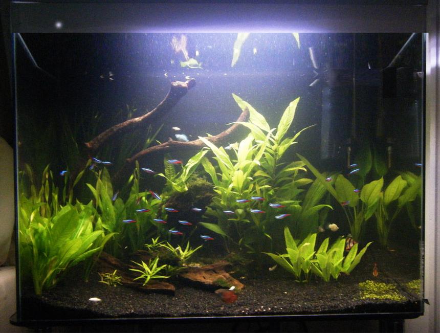 Rated #17: 50 Gallons Planted Tank - my tank after a bit more remodeling :)