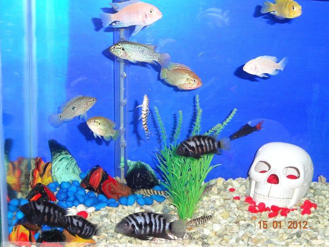 28 gallons freshwater fish tank (mostly fish and non-living decorations) - My Fish Tank