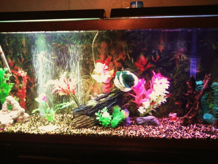 Rated #3360: 55 Gallons Freshwater Fish Tank - new driftwood, log, plants, bubbler