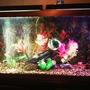 55 gallons freshwater fish tank (mostly fish and non-living decorations) - new driftwood, log, plants, bubbler