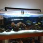 250 gallons freshwater fish tank (mostly fish and non-living decorations) - mY sICK TANK