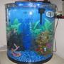 20 gallons freshwater fish tank (mostly fish and non-living decorations) - My fish tank.