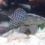 freshwater fish - glyptoperichthys gibbiceps - sailfin pleco (l-83) stocking in 20 gallons tank - pleco