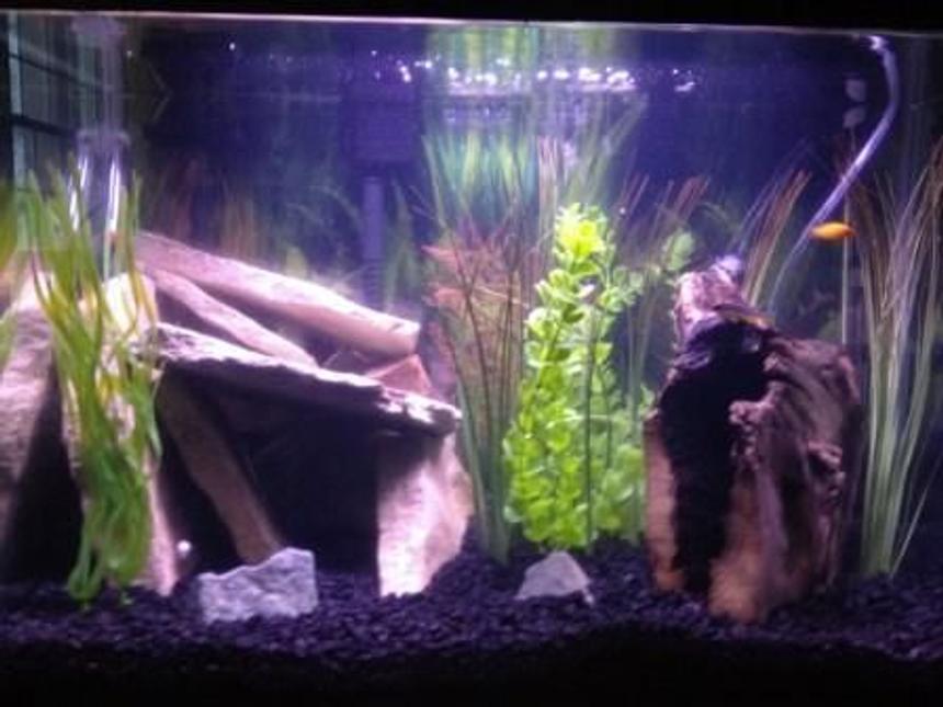 Rated #1903: 20 Gallons Freshwater Fish Tank - This is my first tank.  I grabbed the flagstone and driftwood from the Mississippi river.  All the plants are artificial ones I bought from a pet store or the dollar store.  There is also a single airstone in the back center of the tank