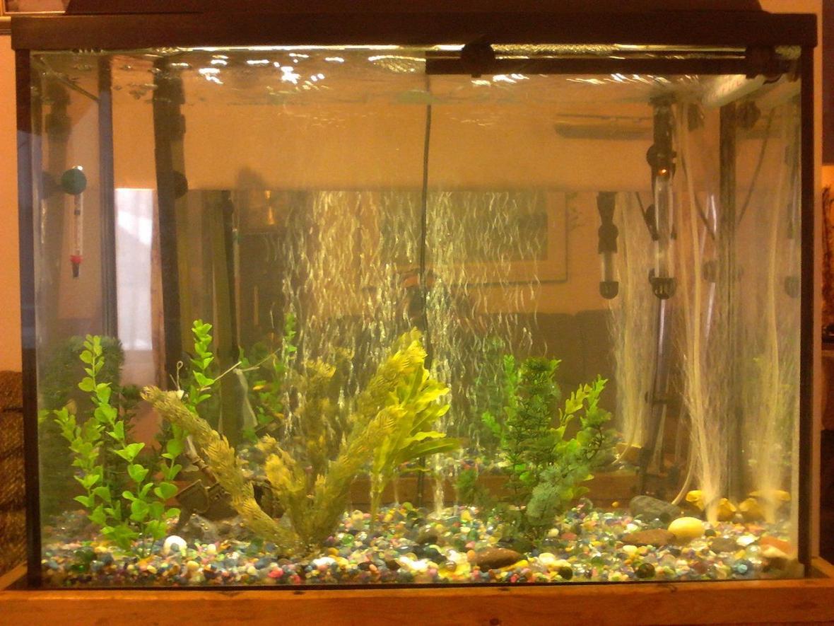 35 gallons freshwater fish tank (mostly fish and non-living decorations) - lots of baby mollies