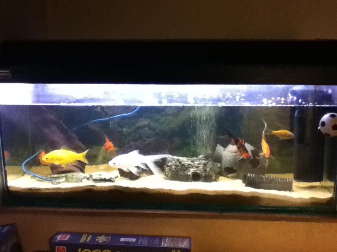 freshwater fish tank (mostly fish and non-living decorations) - its my 2 year old fish tank my fish tank is a old school cold water fish tank i just have some gold fish and some objects in the tank