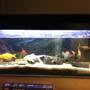 freshwater fish tank (mostly fish and non-living decorations) - its my 2 year old fish tank my fish tank is a old school cold water fish tank i just have some gold fish and some objects in the tank