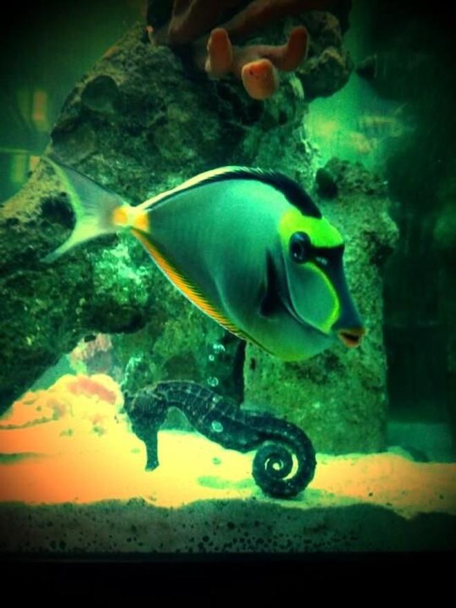 saltwater fish - naso lituratus - naso tang stocking in 120 gallons tank - Naso Tang and Kuda Seahorse are Lovers!