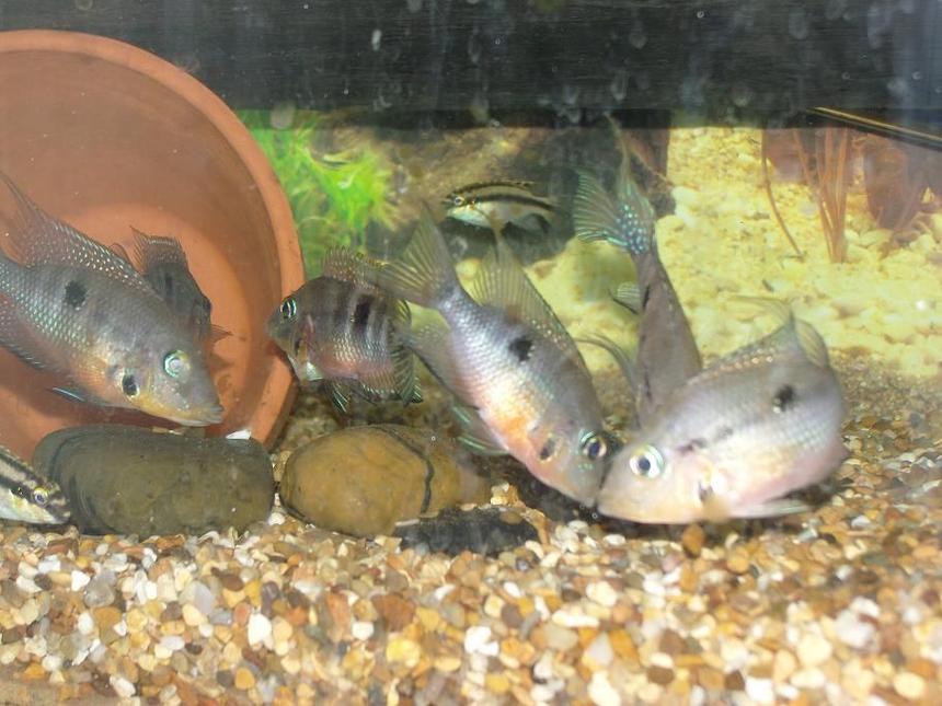 Rated #72: Freshwater Fish - Thorichthys Meeki - Firemouth Cichlid Stocking In 50 Gallons Tank - firemouths