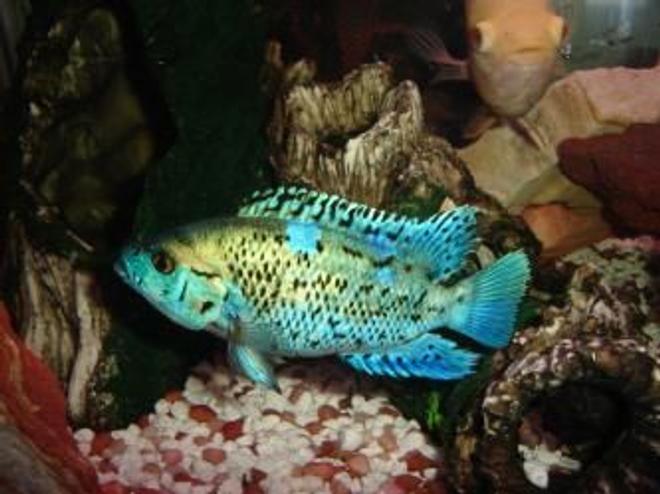 freshwater fish - nandopsis octofasciatum - electric blue jack dempsey stocking in 55 gallons tank - ebjd