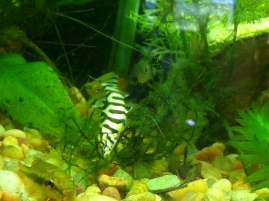 Rated #59: Freshwater Fish - Botia Lohachata - Lohachata Botia Loach Stocking In 55 Gallons Tank - YoYo Loach (good for eating nusiance snails)