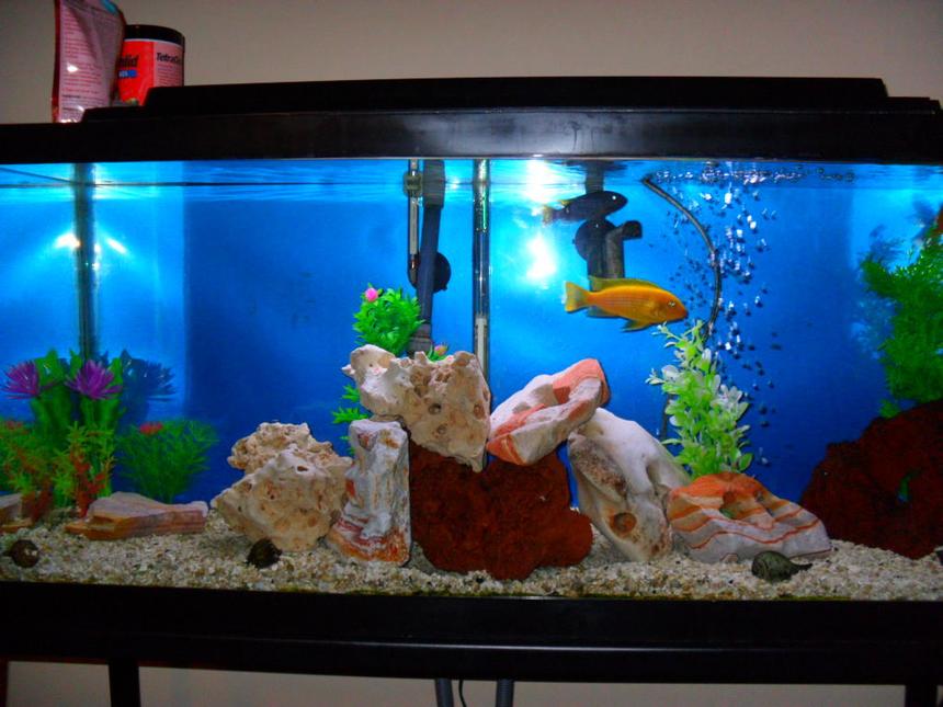 Rated #93: 30 Gallons Freshwater Fish Tank - African 30g